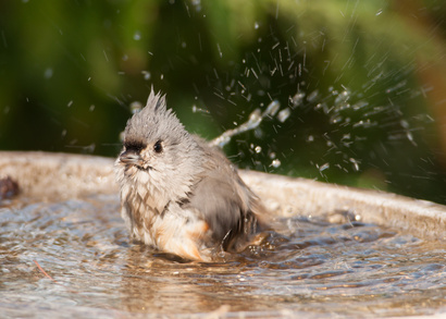 Vogeltränke mit badendem Vogel