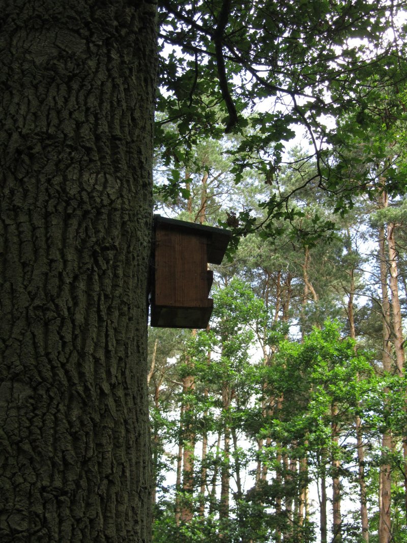 Nistkasten im Wald